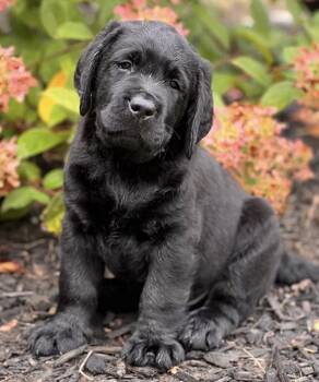Kiara -  Black Labrador Retriever and Newfoundland Dog Dog for Adoption in Clarksburg, Ontario - Kiara | PetCurious