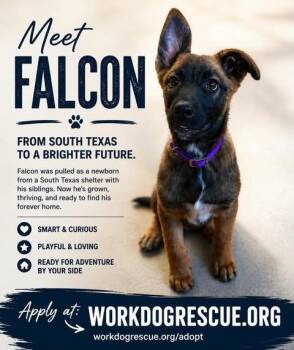 Belgian Shepherd Malinois Dogs Available for Adoption in Lockhart, Texas - Falcon | PetCurious