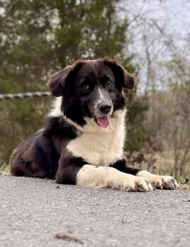 Border Collie Dogs Available for Adoption - LUNA | PetCurious