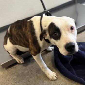 111556 -  Mixed Breed Dog for Adoption in Las Cruces, New Mexico - 111556 | PetCurious