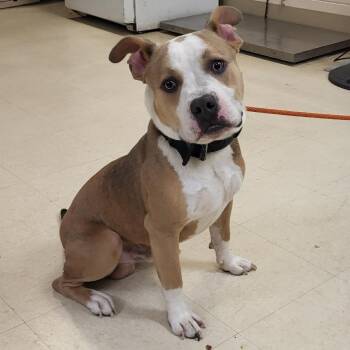 Mixed Breed Dogs Available for Adoption in Lake Panasoffkee, Florida - Caramel | PetCurious