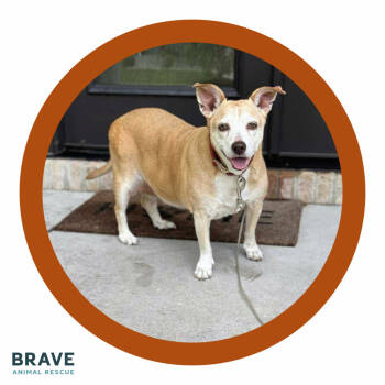 Rescue Beagle and Chihuahua Dogs for Adoption in Lincoln, Nebraska - Potato | PetCurious