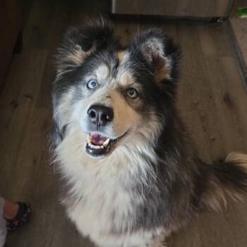 Husky Dogs Available for Adoption in Issaquah, Washington - Ella | PetCurious