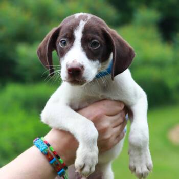 CT Nacho Fries -  Pointer and Mixed Breed Dog for Adoption in Stormville, New York - CT Nacho Fries | PetCurious