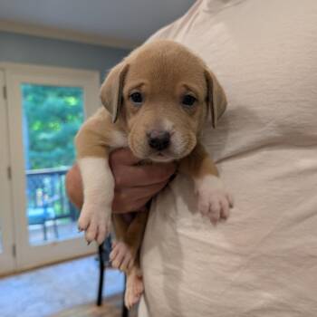 Labrador Retriever and Mastiff Dogs Available for Adoption in Fairfax Station, Virginia - Birdie Pup - Hawk | PetCurious