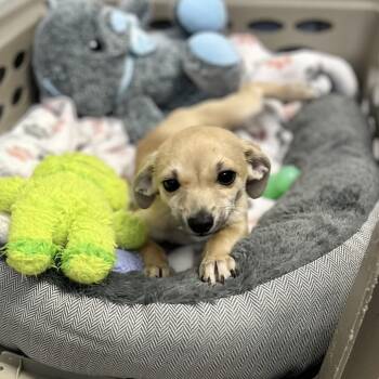 Mixed Breed Dogs Available for Adoption in Wantagh, New York - Yote | PetCurious