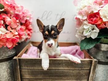 Mixed Breed and Chihuahua Dogs Available for Adoption in Newberg, Oregon - Hazelnut | PetCurious
