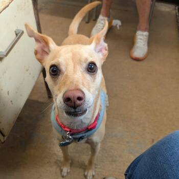 Bisquick -  Mixed Breed Dog for Adoption in Leander, Texas - Bisquick | PetCurious