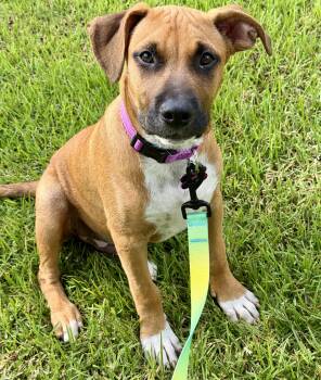 Hickory -  Boxer Dog for Adoption in Bryan, Texas - Hickory | PetCurious