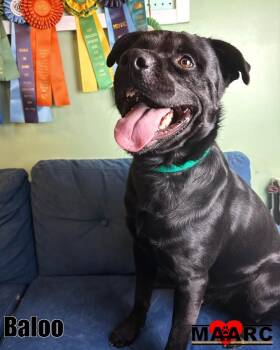 Baloo -  Rottweiler and Labrador Retriever Dog for Adoption in Maryville, Tennessee - Baloo | PetCurious