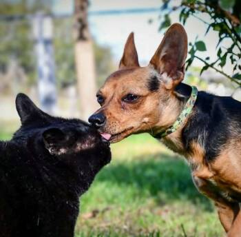 DICKENS -  Chihuahua and Rat Terrier Dog for Adoption in Yakima, Washington - DICKENS | PetCurious