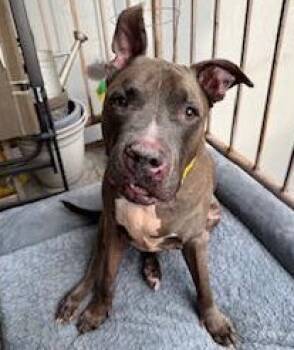 Rescue Mixed Breed Dogs for Adoption in New York, New York - Blue Shell | PetCurious