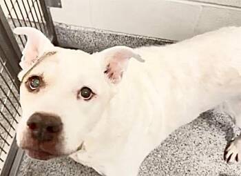 Pit Bull Terrier and Mixed Breed Dogs Available for Adoption in Houston, Texas - OAKLEY | PetCurious