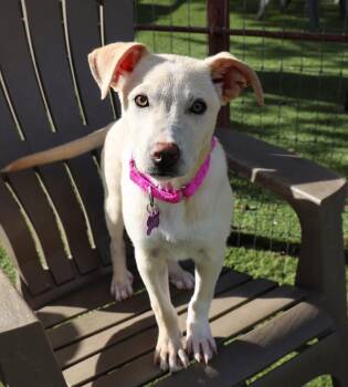 Australian Cattle Dog Blue Heeler Dogs Available for Adoption in Fort Worth, Texas - Harriet | PetCurious