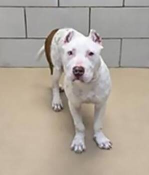 Ghost -  Mixed Breed Dog for Adoption in Nashville, Tennessee - Ghost | PetCurious