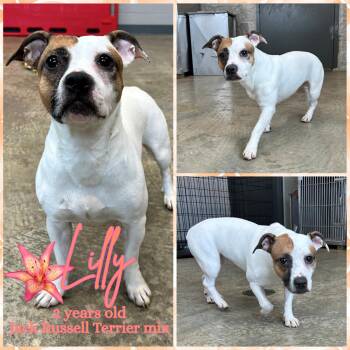 Jack Russell Terrier Dogs Available for Adoption - Lilly | PetCurious