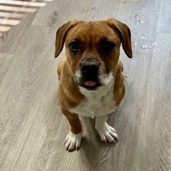 Rescue Hound Dogs for Adoption in San Antonio, Texas - Sherry | PetCurious