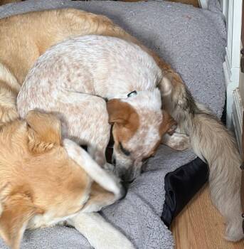 Australian Cattle Dog Blue Heeler Dogs Available for Adoption in Evergreen, Colorado - Samantha | PetCurious