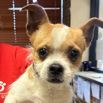 Cheeto -  Terrier and Mixed Breed Dog for Adoption in Helena, Alabama - Cheeto | PetCurious