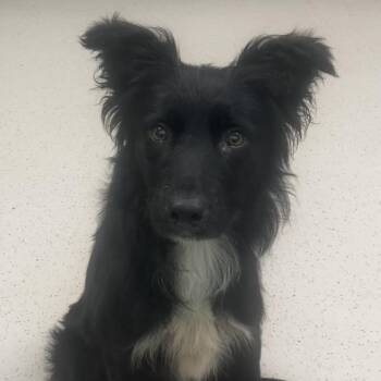 Scout -  Mixed Breed Dog for Adoption in Auburn, New Hampshire - Scout | PetCurious