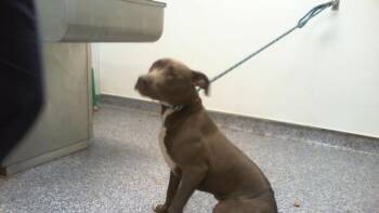 A1266954 -  Pit Bull Terrier Dog for Adoption in Charlotte, North Carolina - A1266954 | PetCurious
