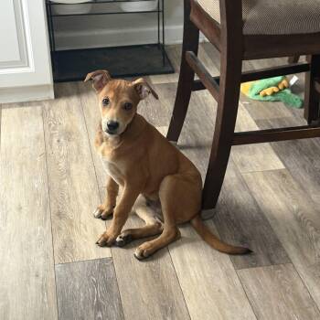 Labrador Retriever Dogs Available for Adoption - Enzo | PetCurious