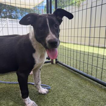 Outback -  Mixed Breed Dog for Adoption in Titusville, Florida - Outback | PetCurious