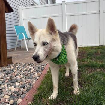 Cactus Jackie--In Foster -  Shepherd Dog for Adoption in Fargo, North Dakota - Cactus Jackie--In Foster | PetCurious
