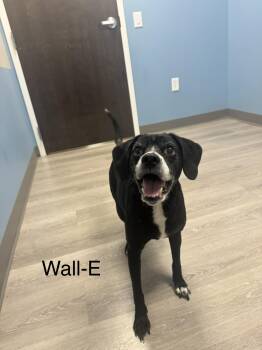 Wall-E -  Beagle Dog for Adoption in Ulster, Pennsylvania - Wall-E | PetCurious