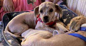 Shih Tzu Dogs Available for Adoption in Hagerstown, Maryland - SPYRO | PetCurious