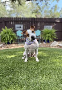 Roxy -  Bulldog and Terrier Dog for Adoption in Mico, Texas - Roxy | PetCurious