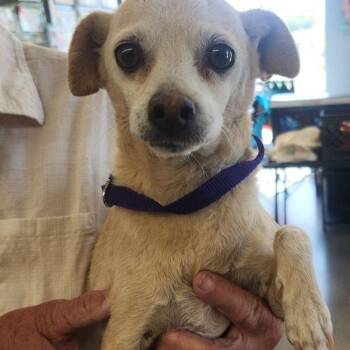 Foxy -  Chihuahua Dog Available for Adoption in Kingman, Arizona - Foxy | PetCurious