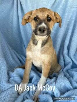 Rescue Mixed Breed Dogs for Adoption in Waunakee, Wisconsin - DA Jack McCoy | PetCurious