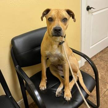 Abbott -  Labrador Retriever Dog for Adoption in Magnolia, Texas - Abbott | PetCurious