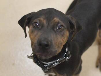 Baker -  Pit Bull Terrier and Mixed Breed Dog for Adoption in Portland, Oregon - Baker | PetCurious