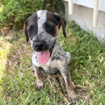 Bailey -  Dalmatian Dog for Adoption in Harlingen, Texas - Bailey | PetCurious