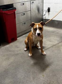KENZO -  Pit Bull Terrier Dog for Adoption - KENZO | PetCurious