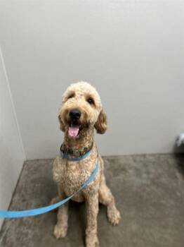 FABIO -  Poodle and Golden Retriever Dog for Adoption in Rosenberg, Texas - FABIO | PetCurious