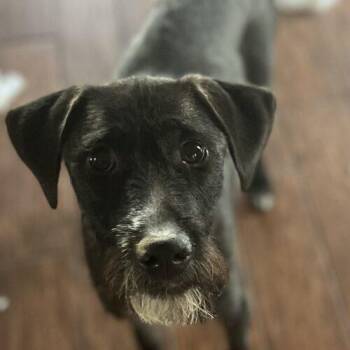 Wirehaired Terrier and German Wirehaired Pointer Dogs Available for Adoption - Raffi | PetCurious