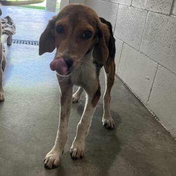 Beagle Dogs Available for Adoption in Richmond Hill, Georgia - Nancy Kerrigan | PetCurious