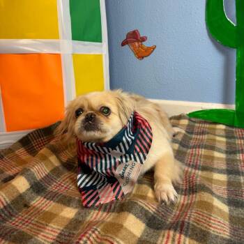 Cricket -  Pekingese Dog for Adoption in Fresno, California - Cricket | PetCurious