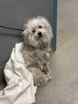 Maltese Dogs Available for Adoption - TRITON | PetCurious