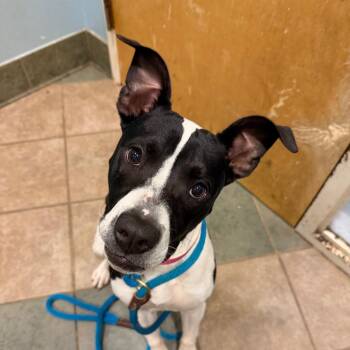 Claire -  Mixed Breed Dog for Adoption in Chattanooga, Tennessee - Claire | PetCurious