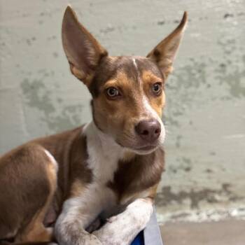 Joey -  Cattle Dog and Husky Dog for Adoption in Eureka Springs, Arkansas - Joey | PetCurious