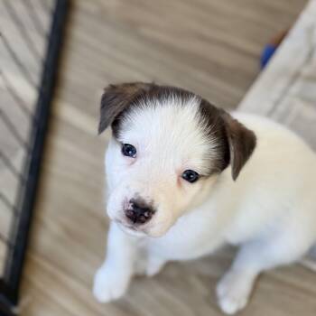 Mixed Breed Dogs Available for Adoption - Octavia | PetCurious