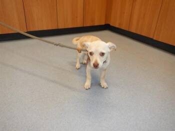 Chihuahua Dogs Available for Adoption in San Jose, California - SHERRY | PetCurious