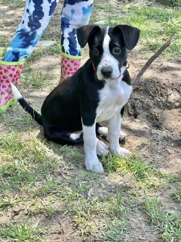 Border Collie and American Staffordshire Terrier Dogs Available for Adoption - Lily Pad | PetCurious