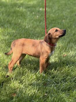 PATTY -  Hound Dog for Adoption in Locust Fork, Alabama - PATTY | PetCurious