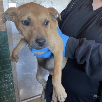 Shepherd Dogs Available for Adoption - Prue | PetCurious