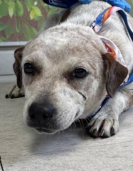 Terrier and Mixed Breed Dogs Available for Adoption - Panda | PetCurious